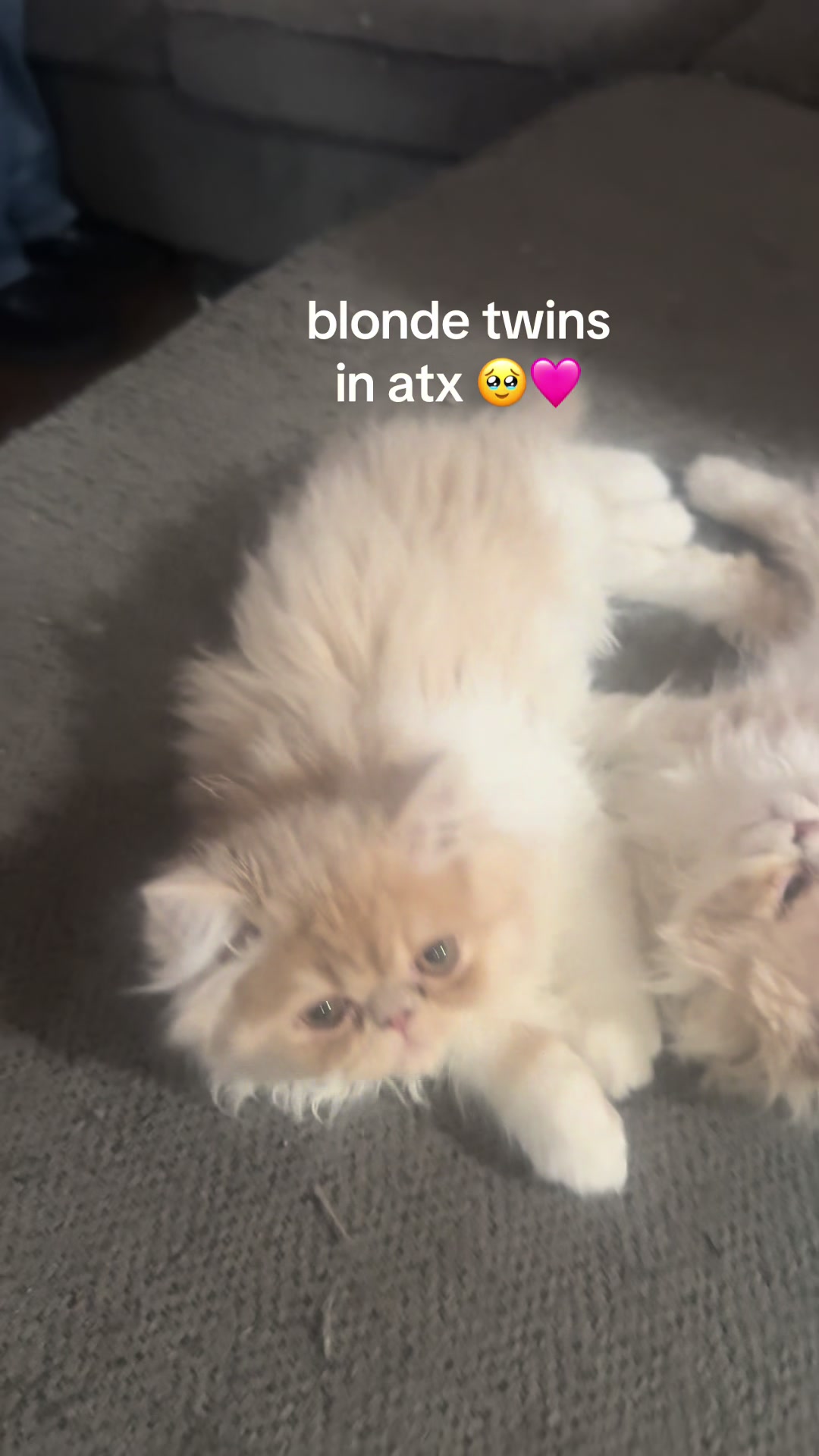 @henryetta.the.cat.lady