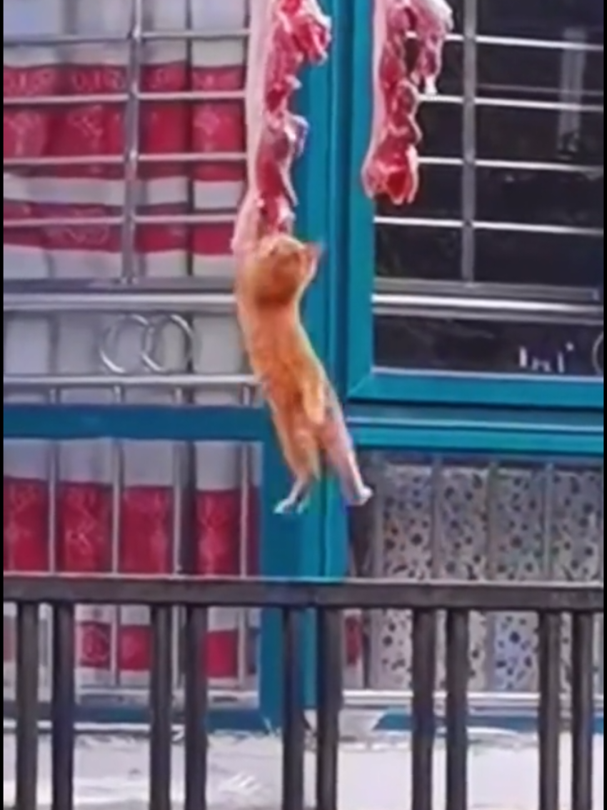 @Random Cat Stuff