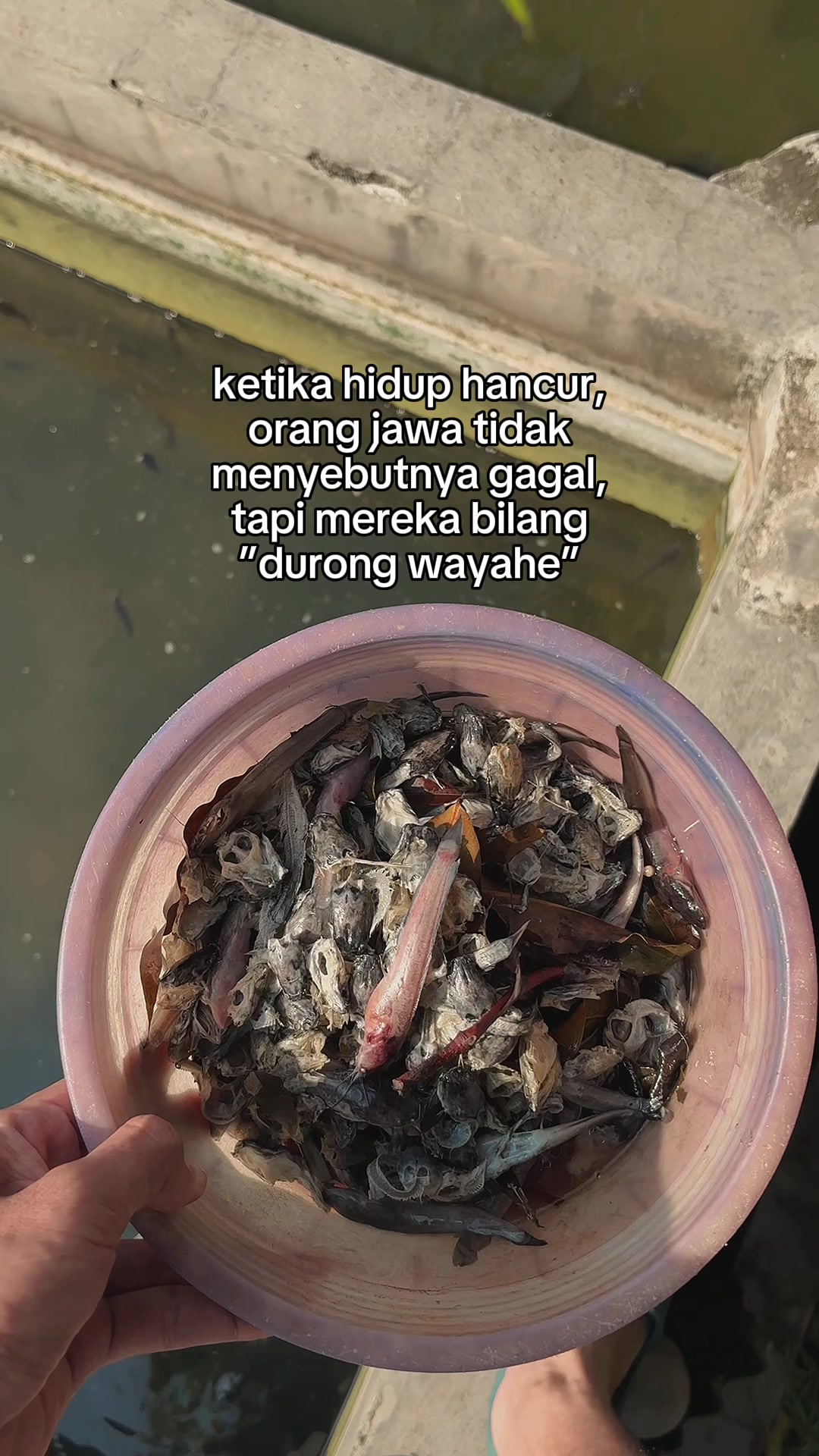 @Fanani