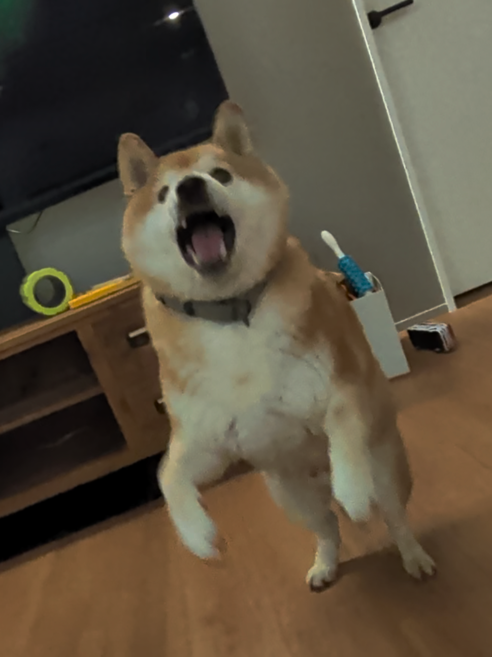 @柴犬とんこつ