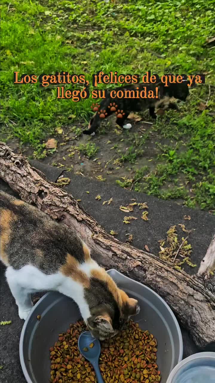 @🇲🇽Guli.Carrada 🐈&zwj;⬛