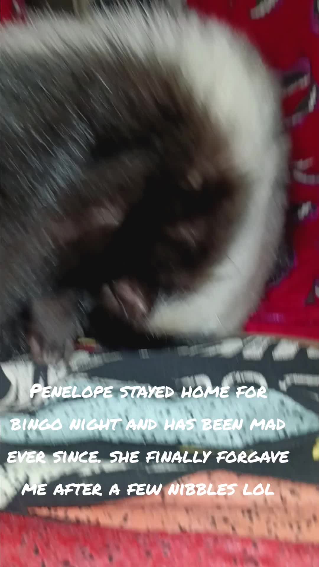 @Pet Skunk Advocates and Rescue