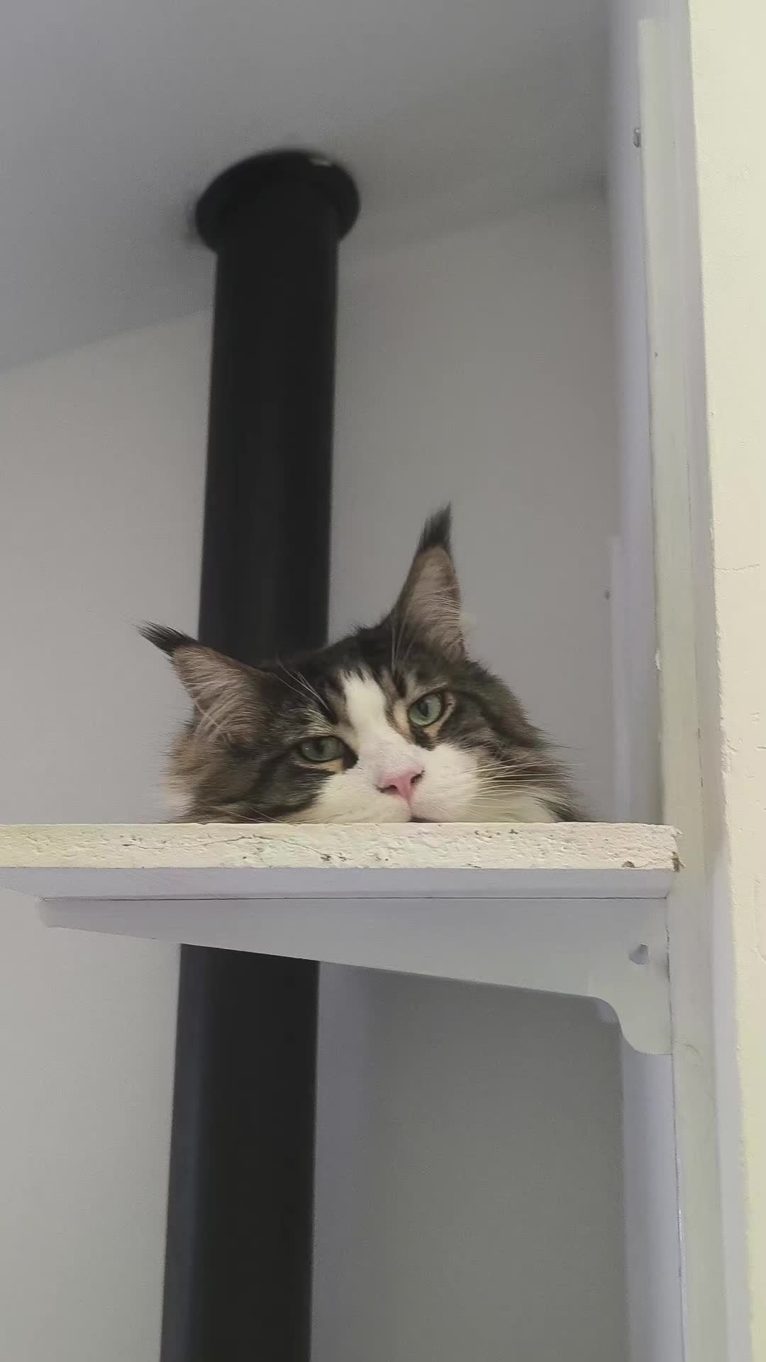 @TiTi.l'amour.des.animaux 🎙️