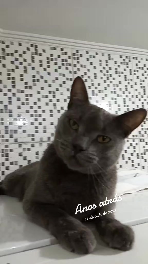 @O GATO ZEZÉ