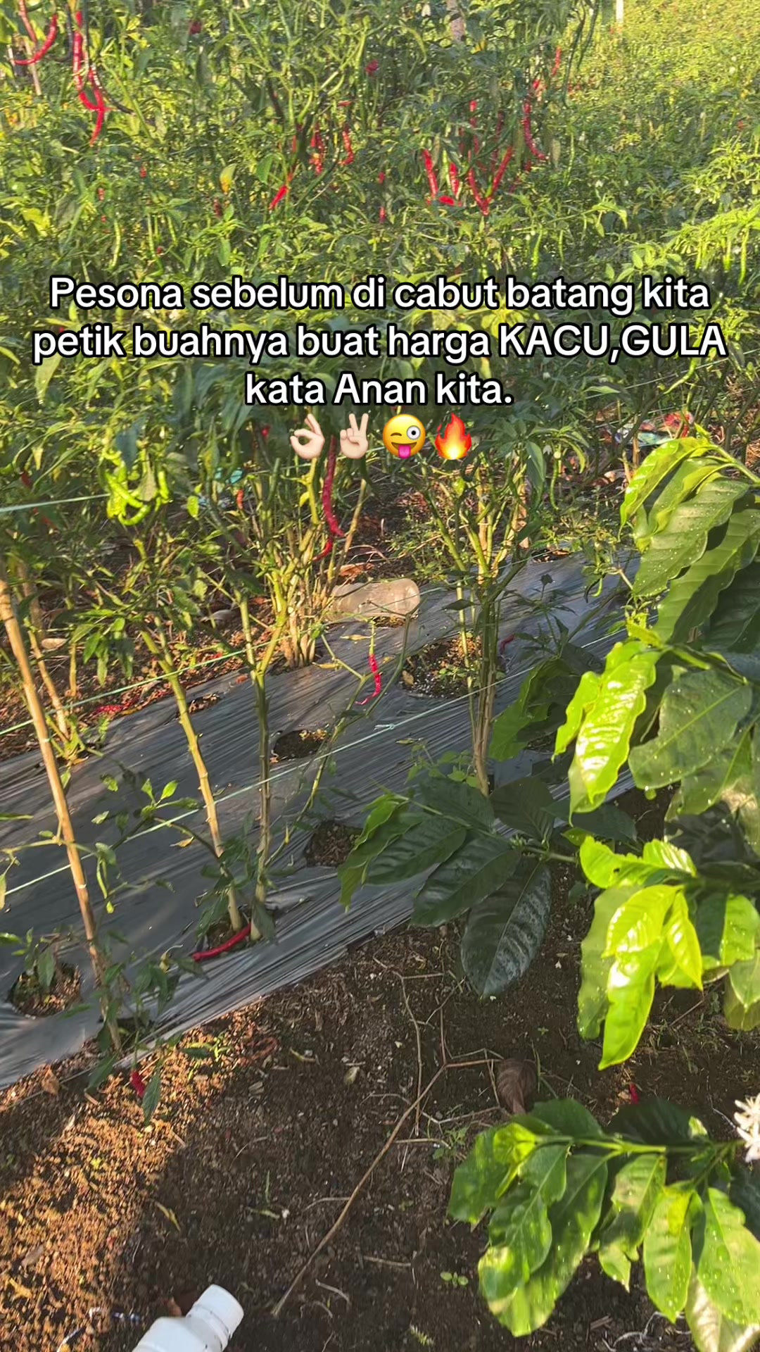 @๐ฉ๐๐๐ ๐๐น๐ญ