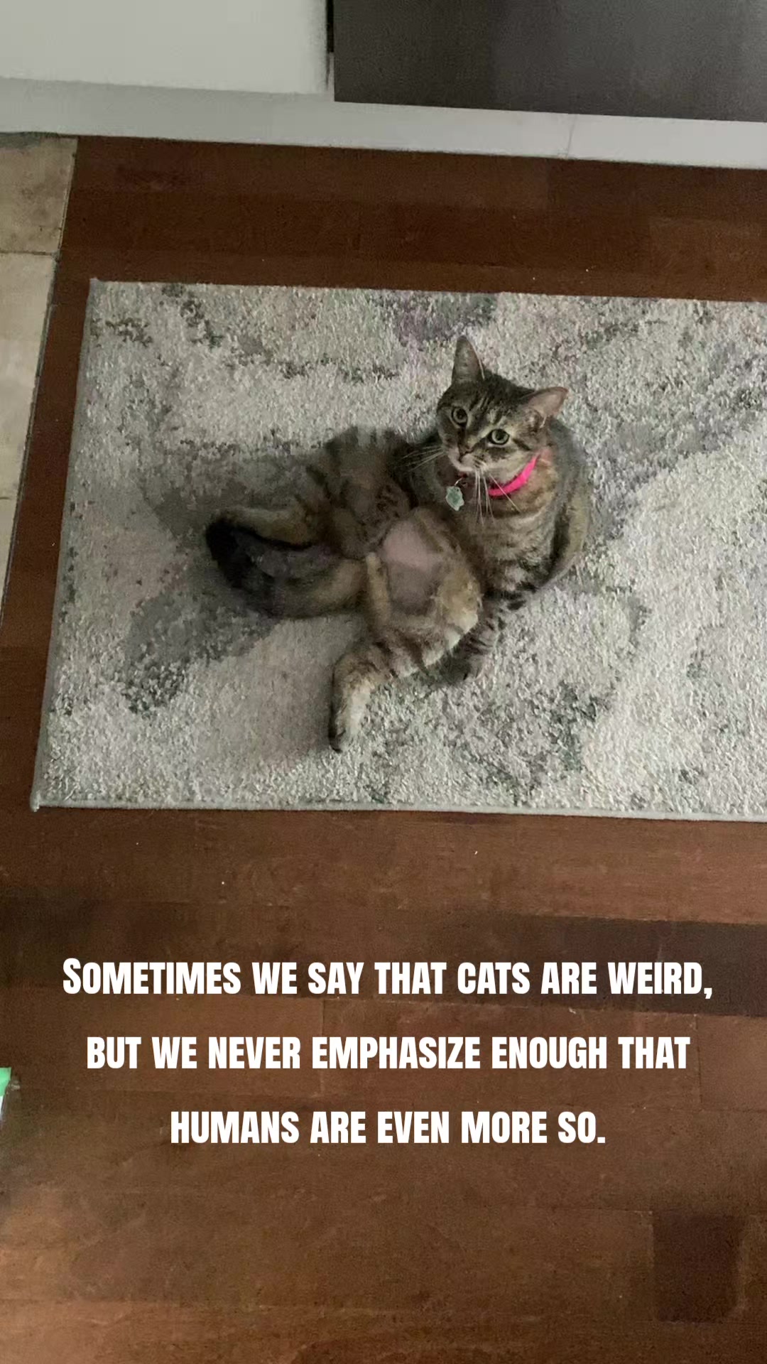 @Bellarda the cat