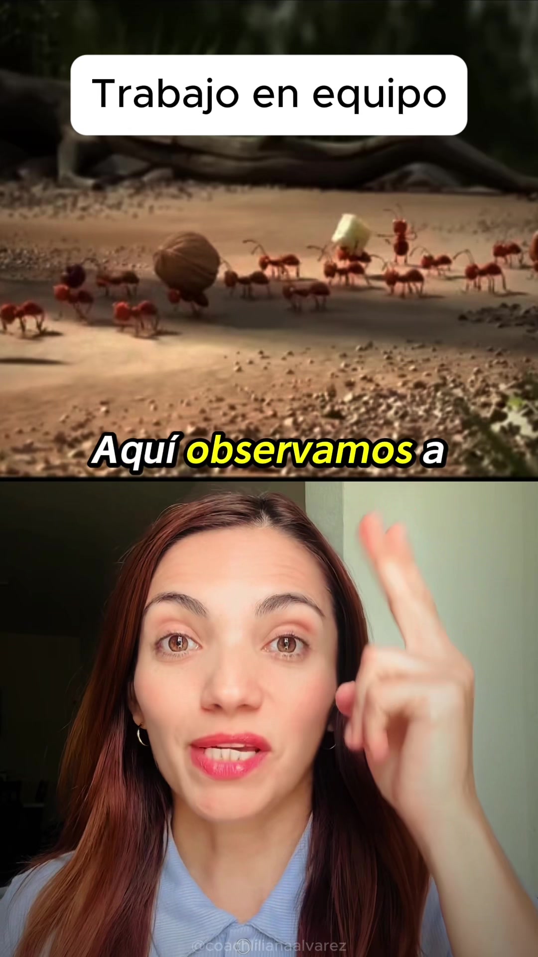 @LilianaAlvarezVerjel