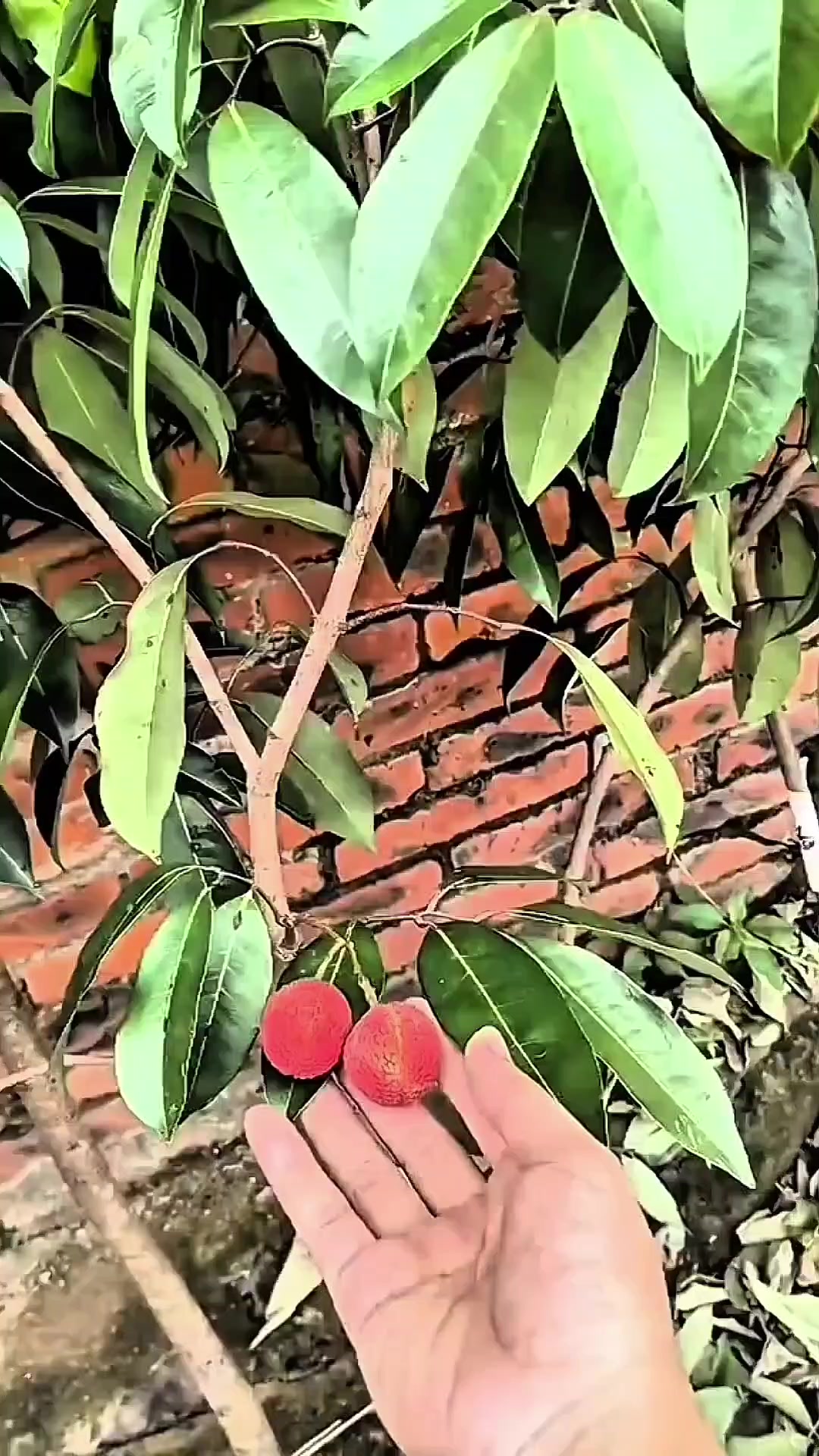 @cacaourell