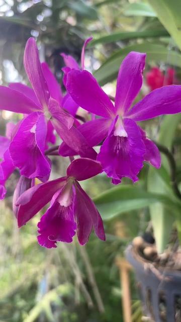 @Anarda Orchids
