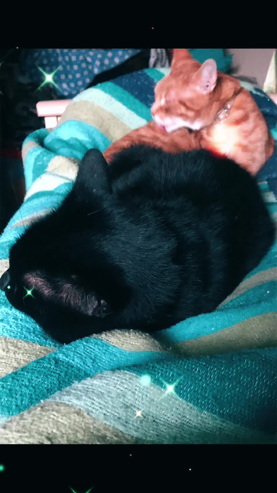 @Cat 💙