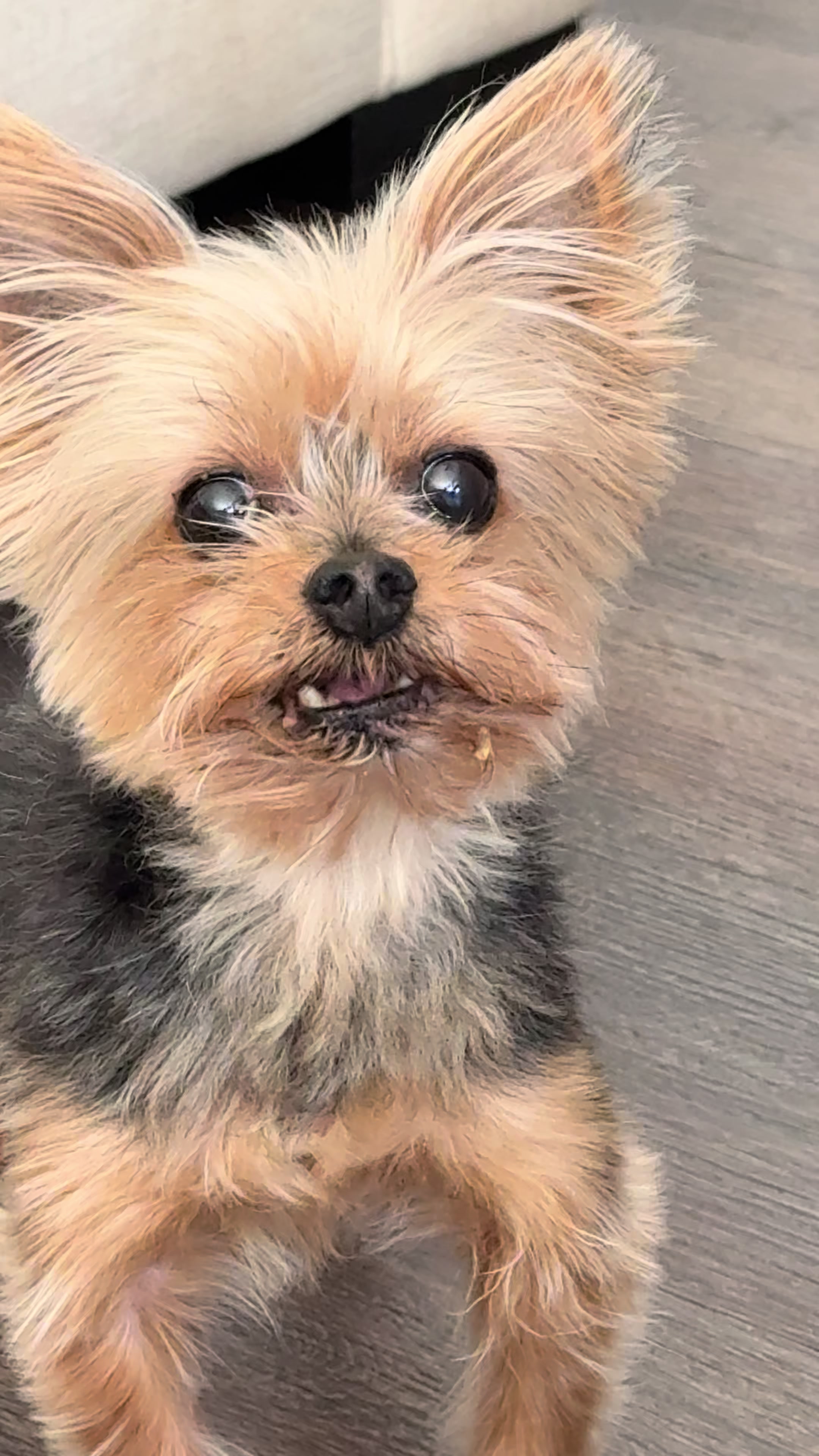 @My_4_Yorkies