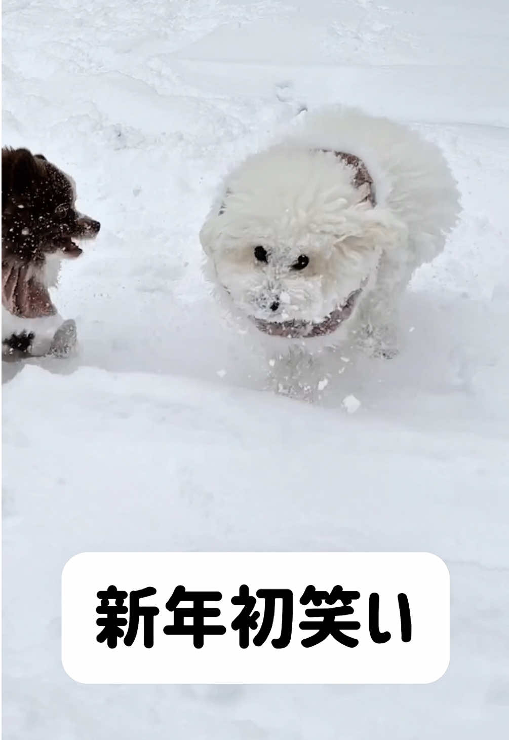 @ぽてたぬブラザーズ
