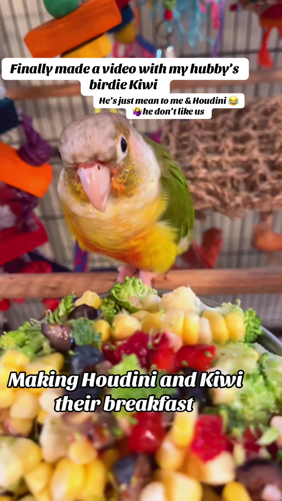 @Houdini 🦜🧚&zwj;♀️💕