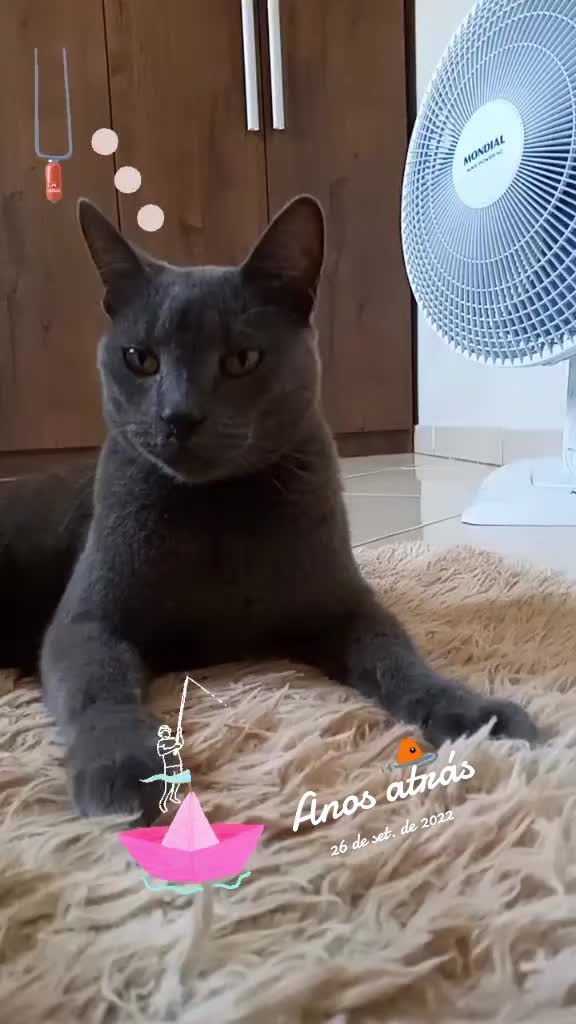 @O GATO ZEZÉ