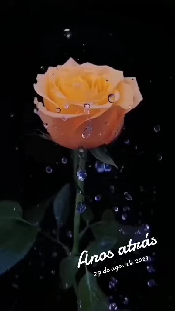 @Rosadesaron