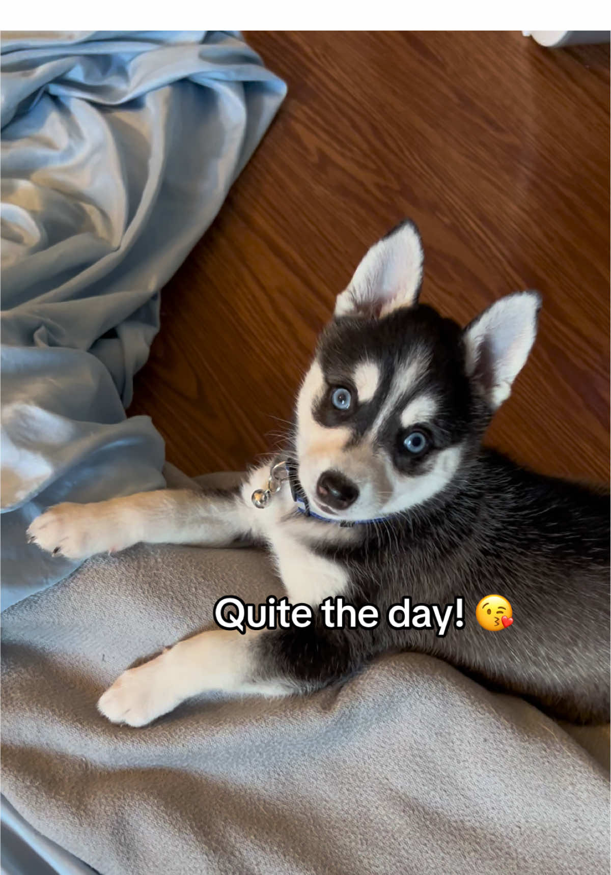 @kleekaipuppies4sale
