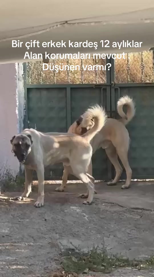 @Efe&rsquo;nin KaraAslanları