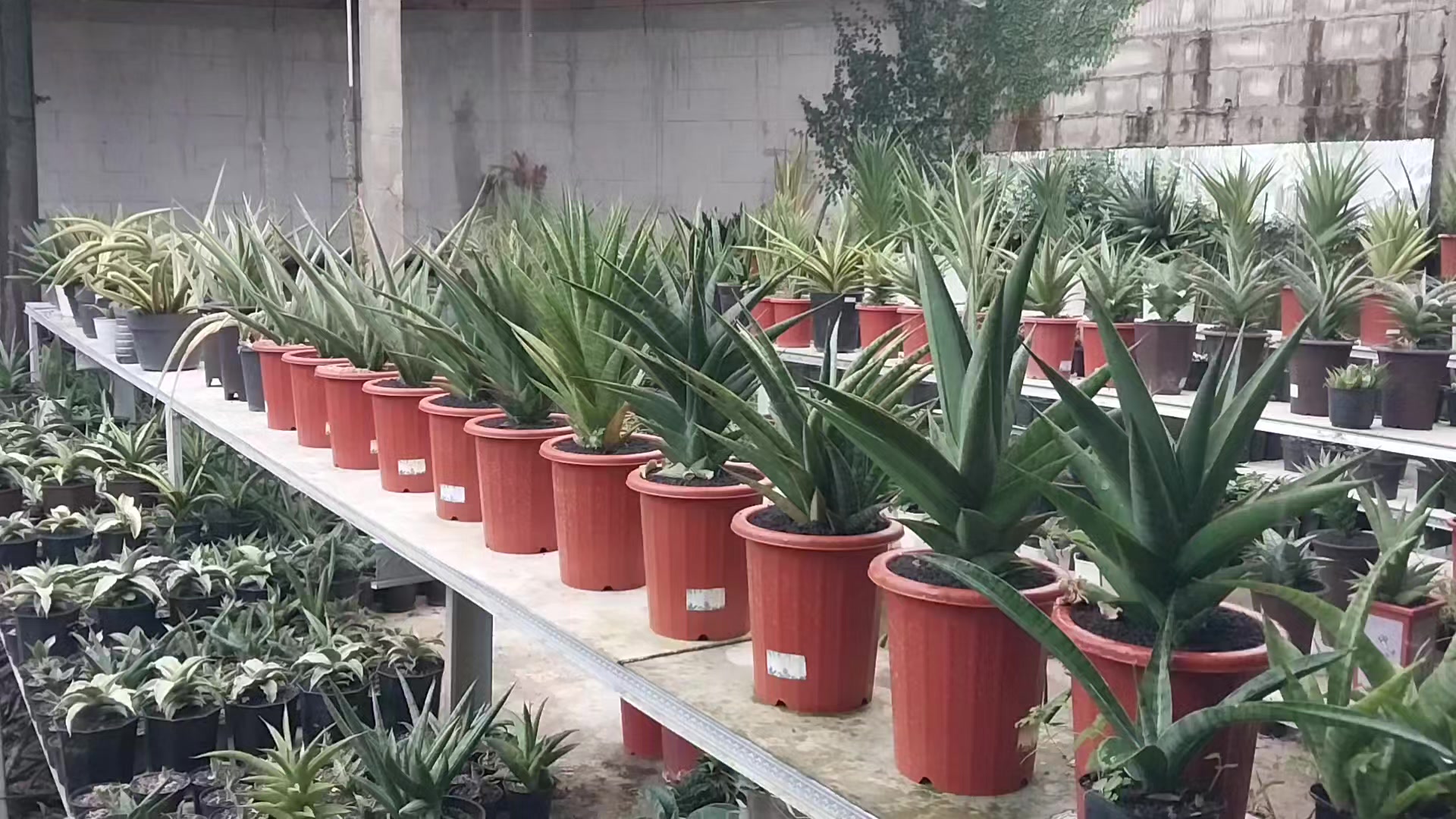 @AmeNursery