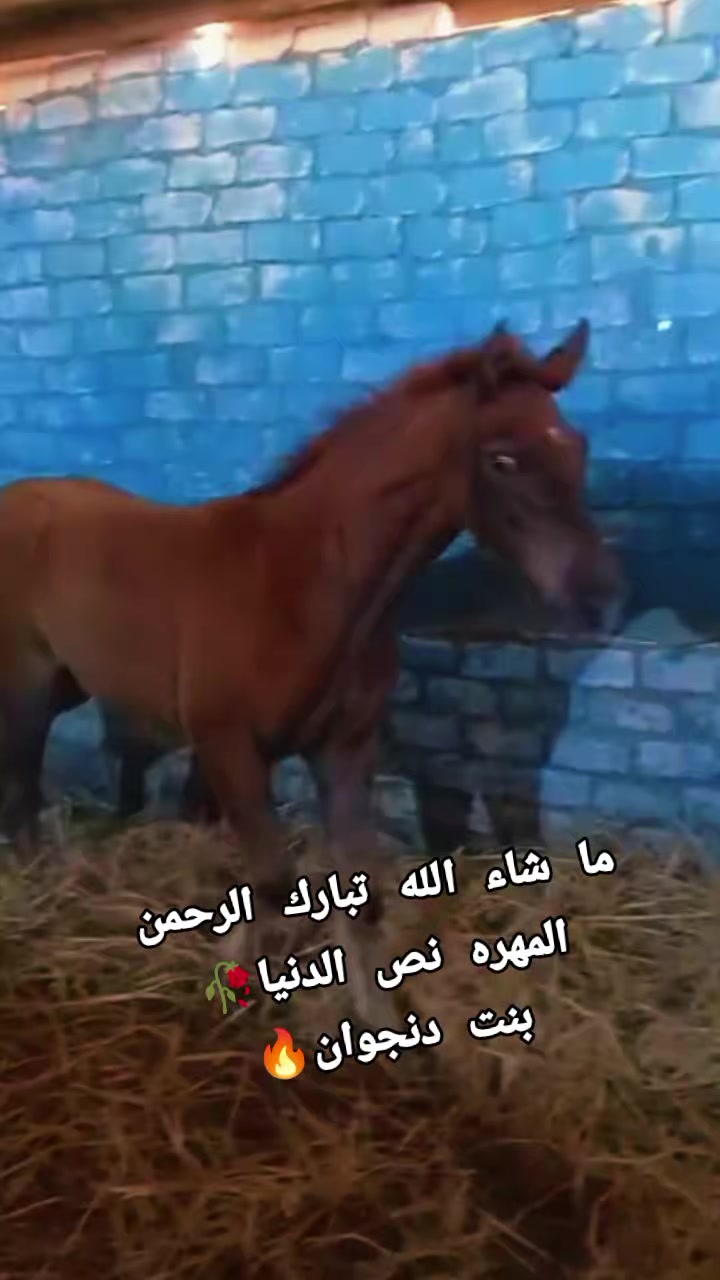@چياب الاصايل