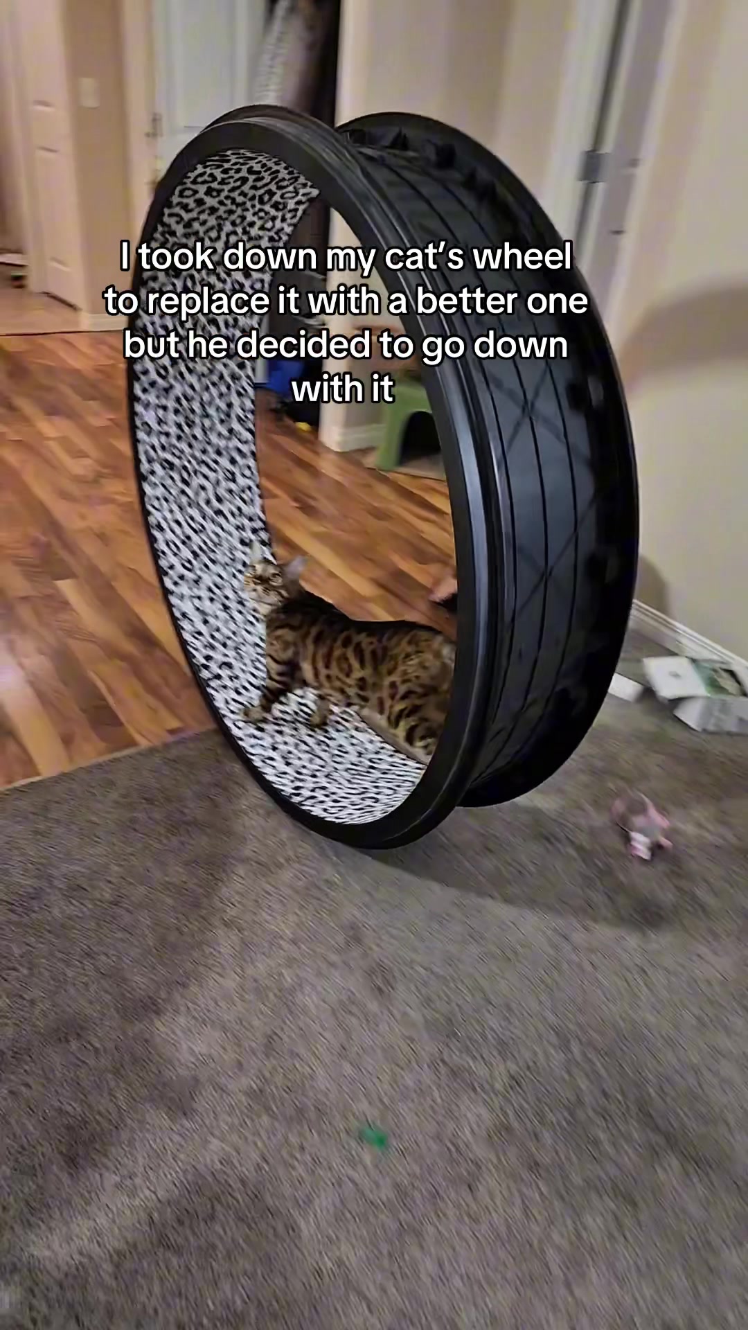 @Three Nawty Cats
