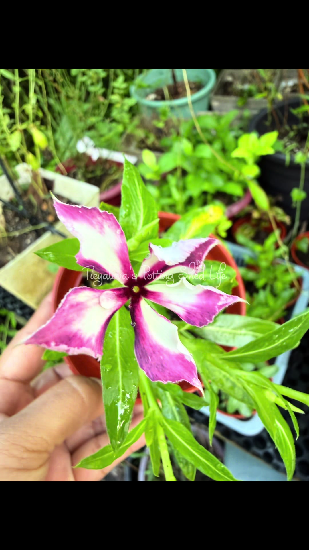 @Tieyalova’s Potting Shed