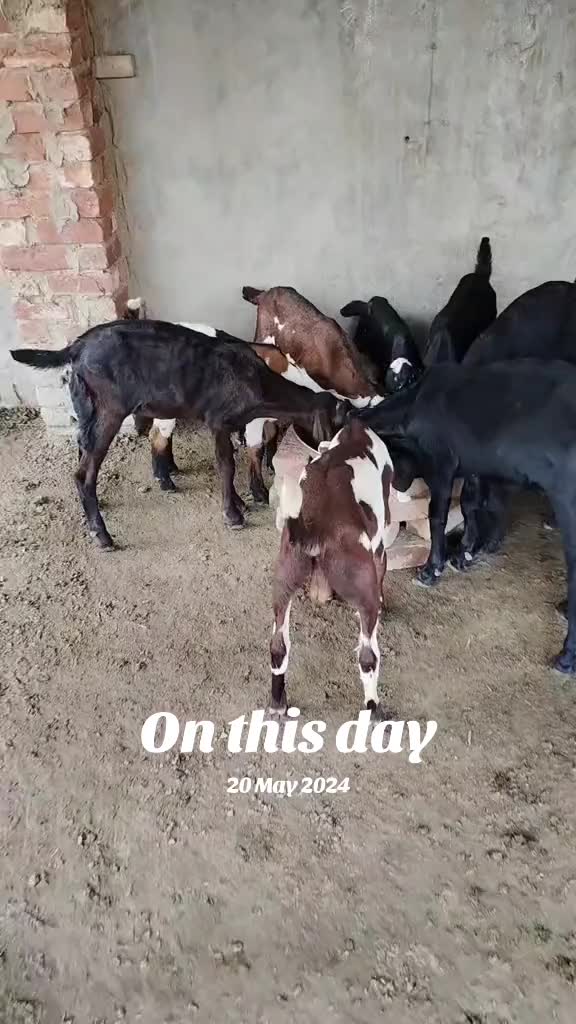 @Alsyed Goat Farm