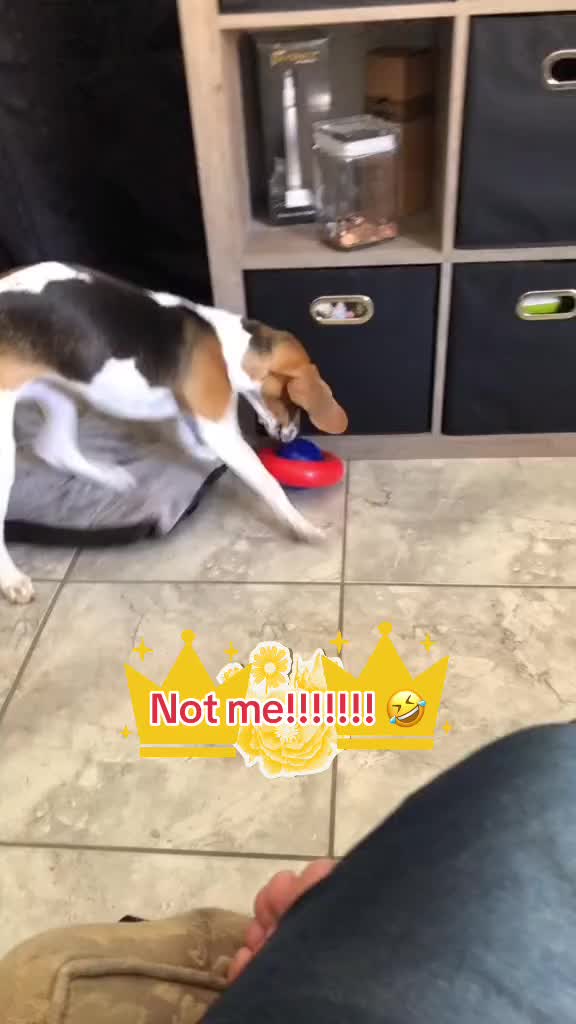 @Adventures of sky the beagle