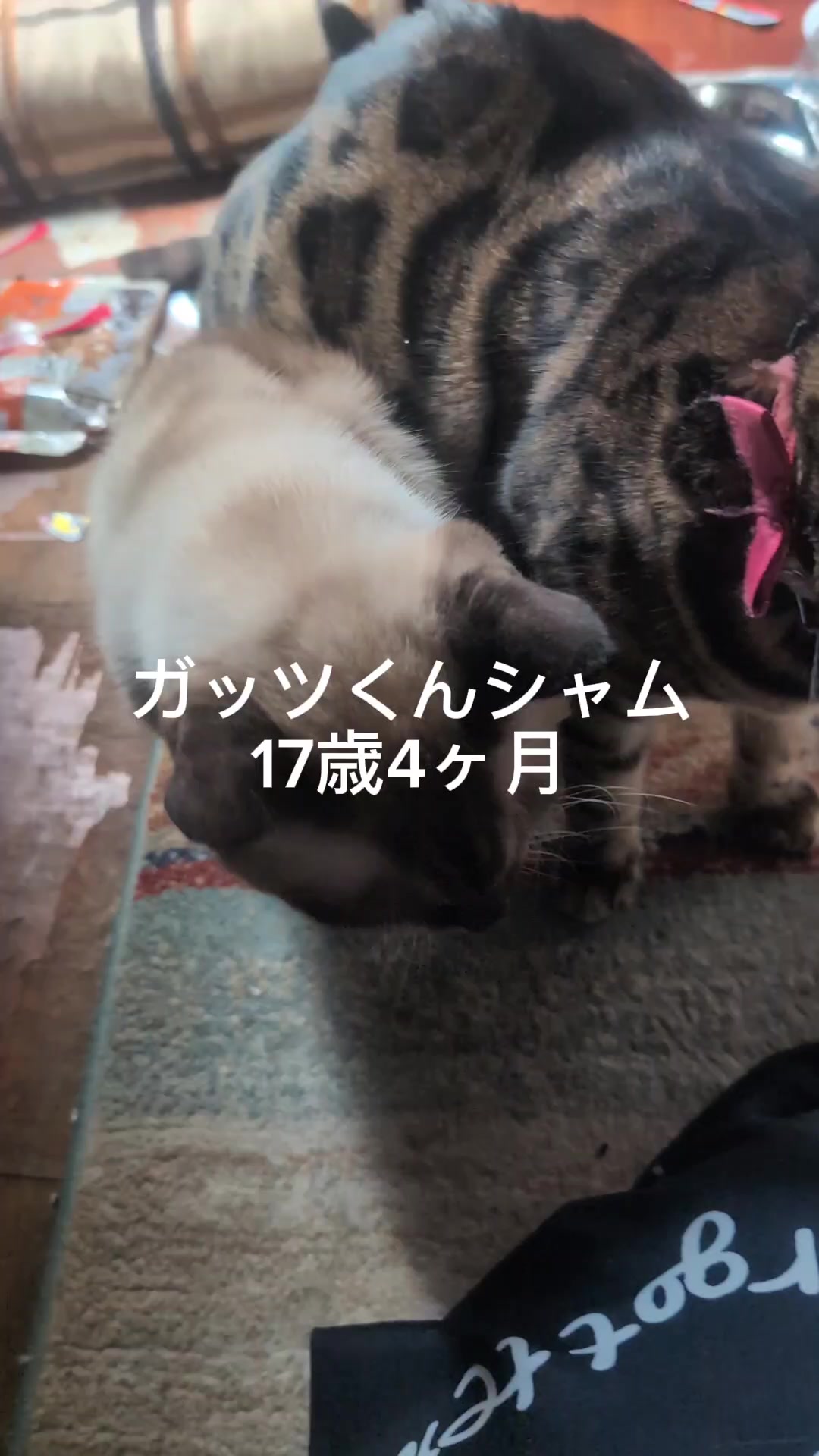 @すいぬこ😻