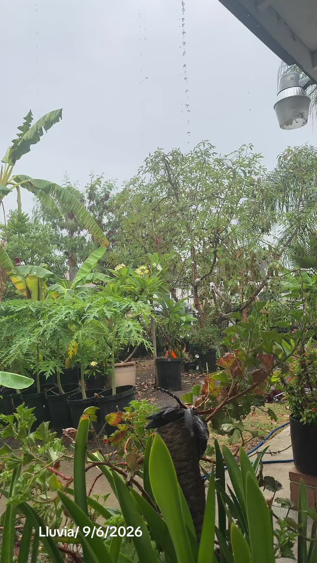 @Margarita R