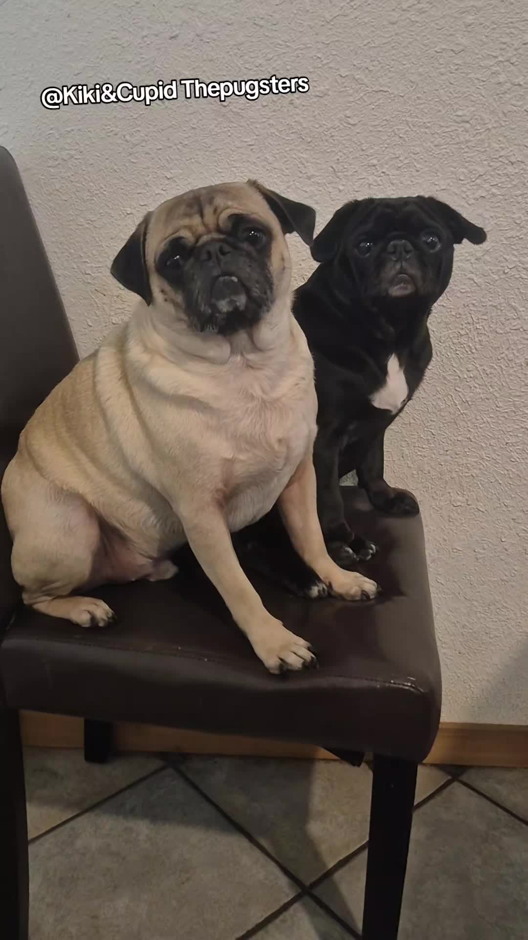 @Kiki&Cupid Thepugster
