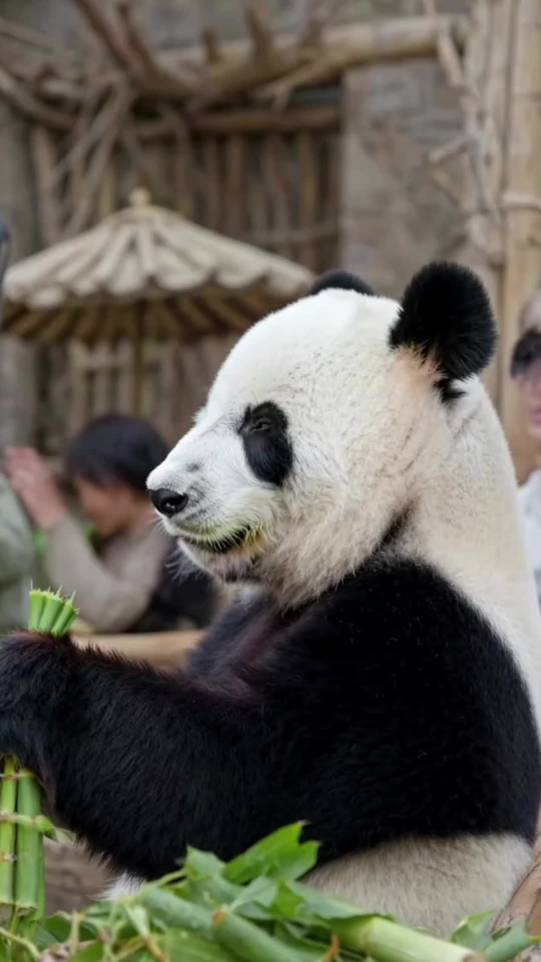 @lovepandas05
