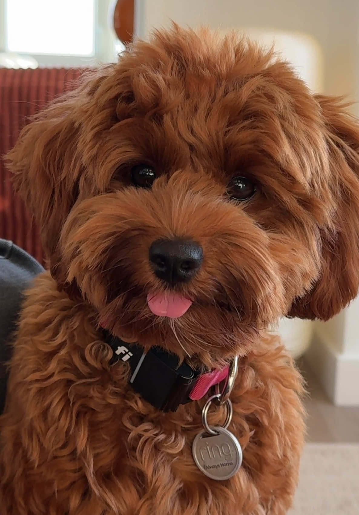 @Lilo The Cockapoo