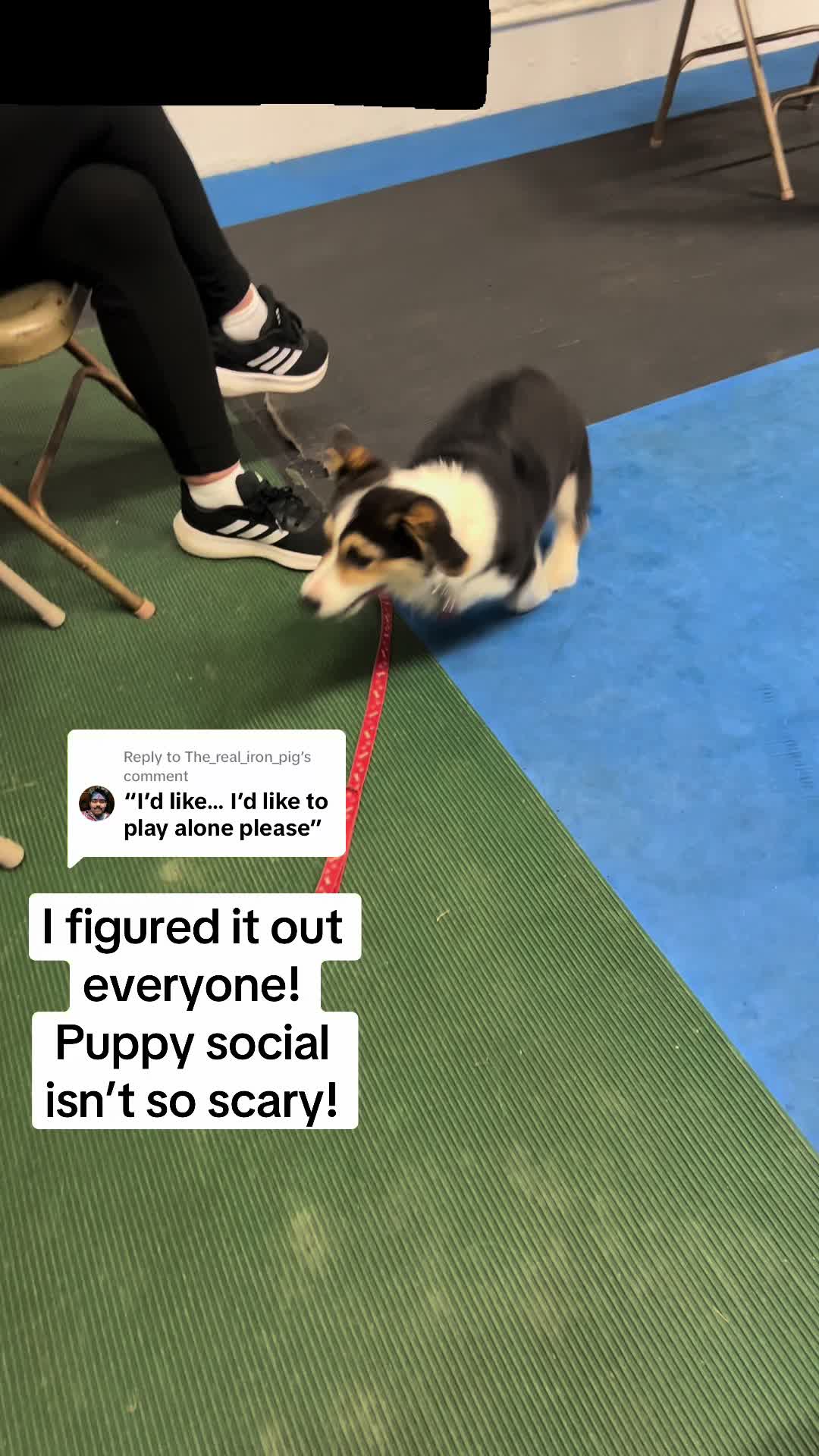 @Cannoli the Corgi