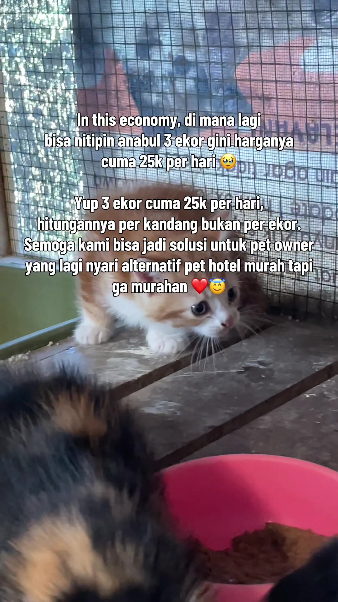 @biskuit&cimul