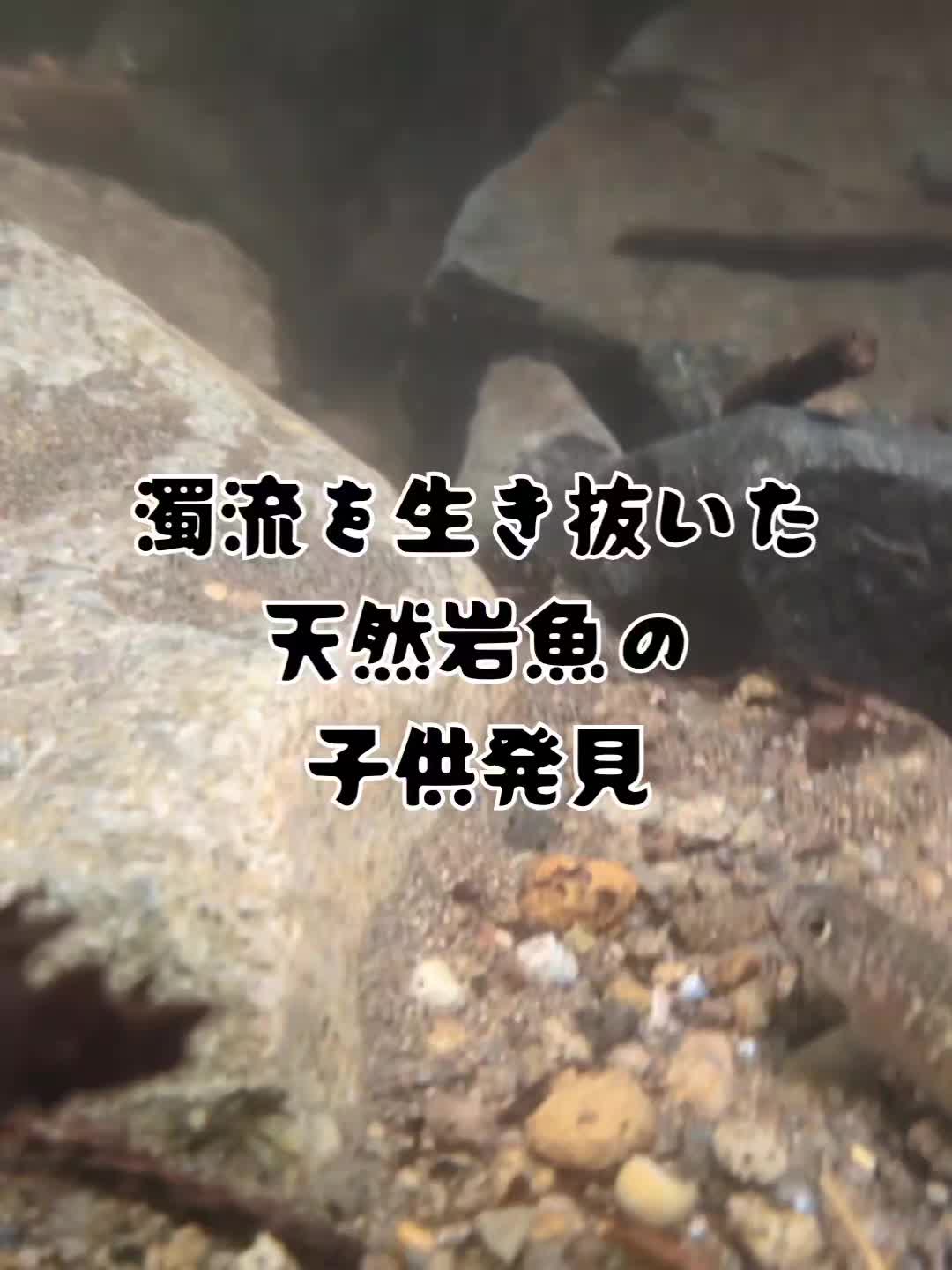 @若旦那
