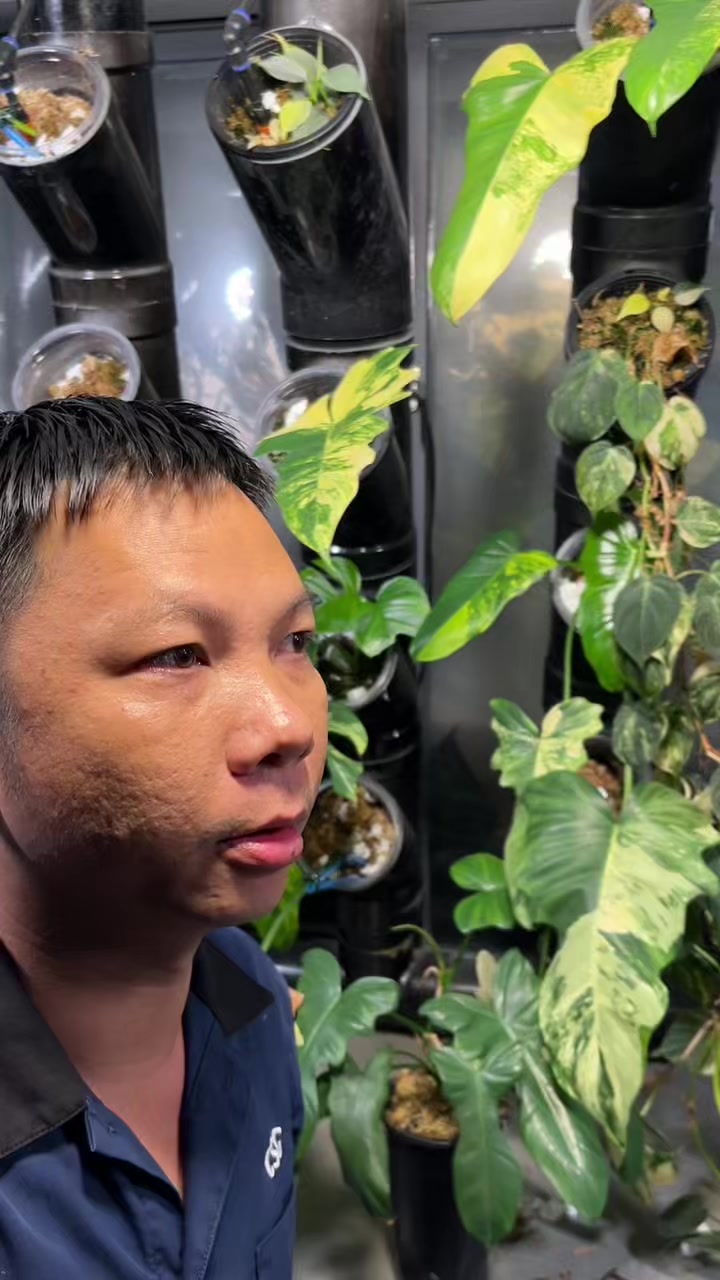 @Huy Kiểng Lá