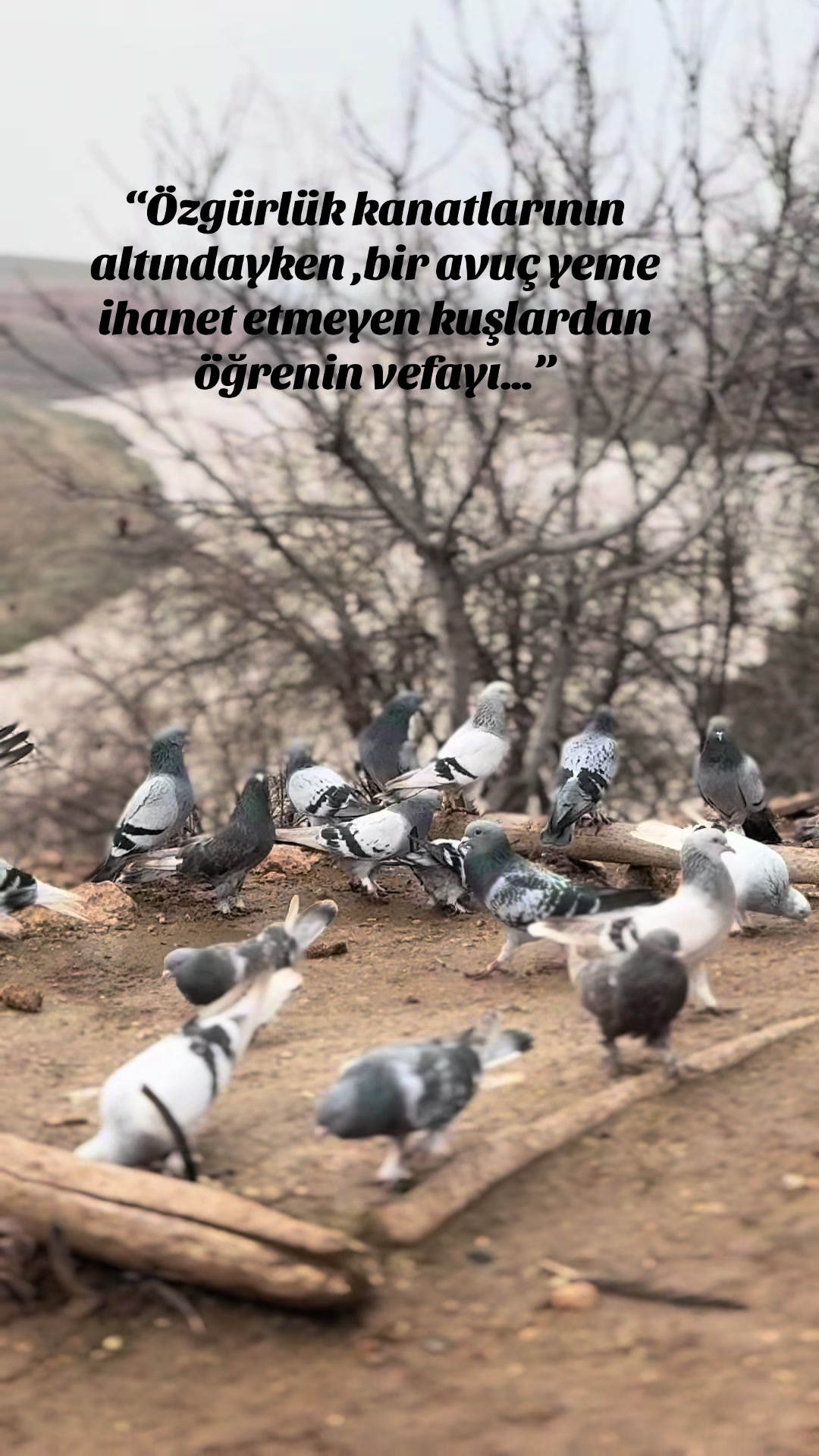 @Abdullah &Ccedil;i&ccedil;ek