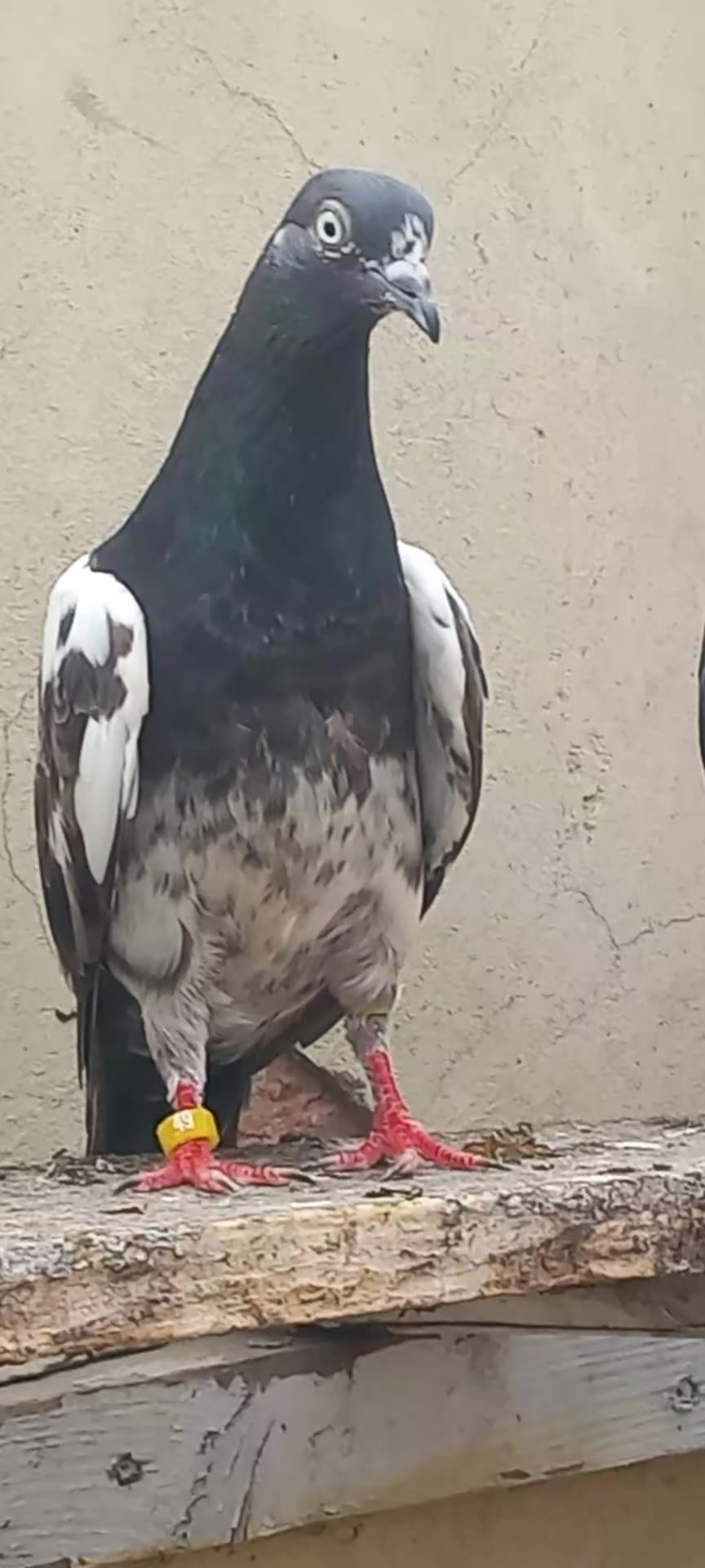 @Ranakasuripigeon