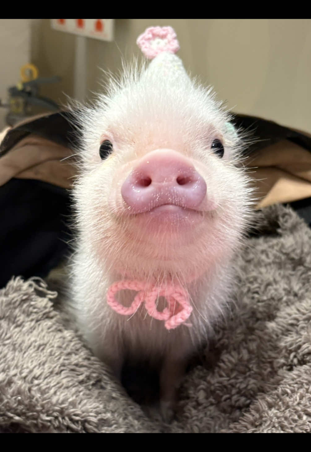 @pignic
