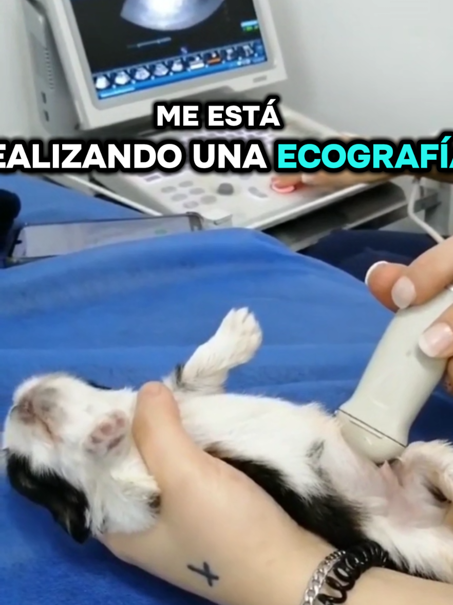 @Cl&iacute;nica la Vet Oriente