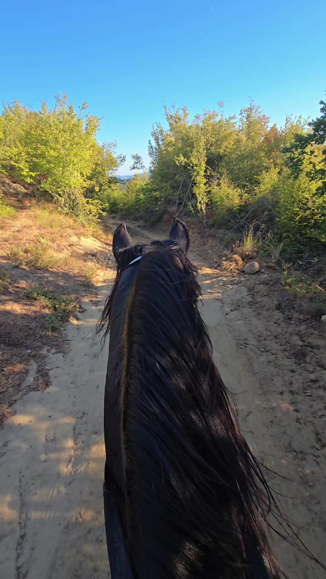 @Horse Training Center Albania