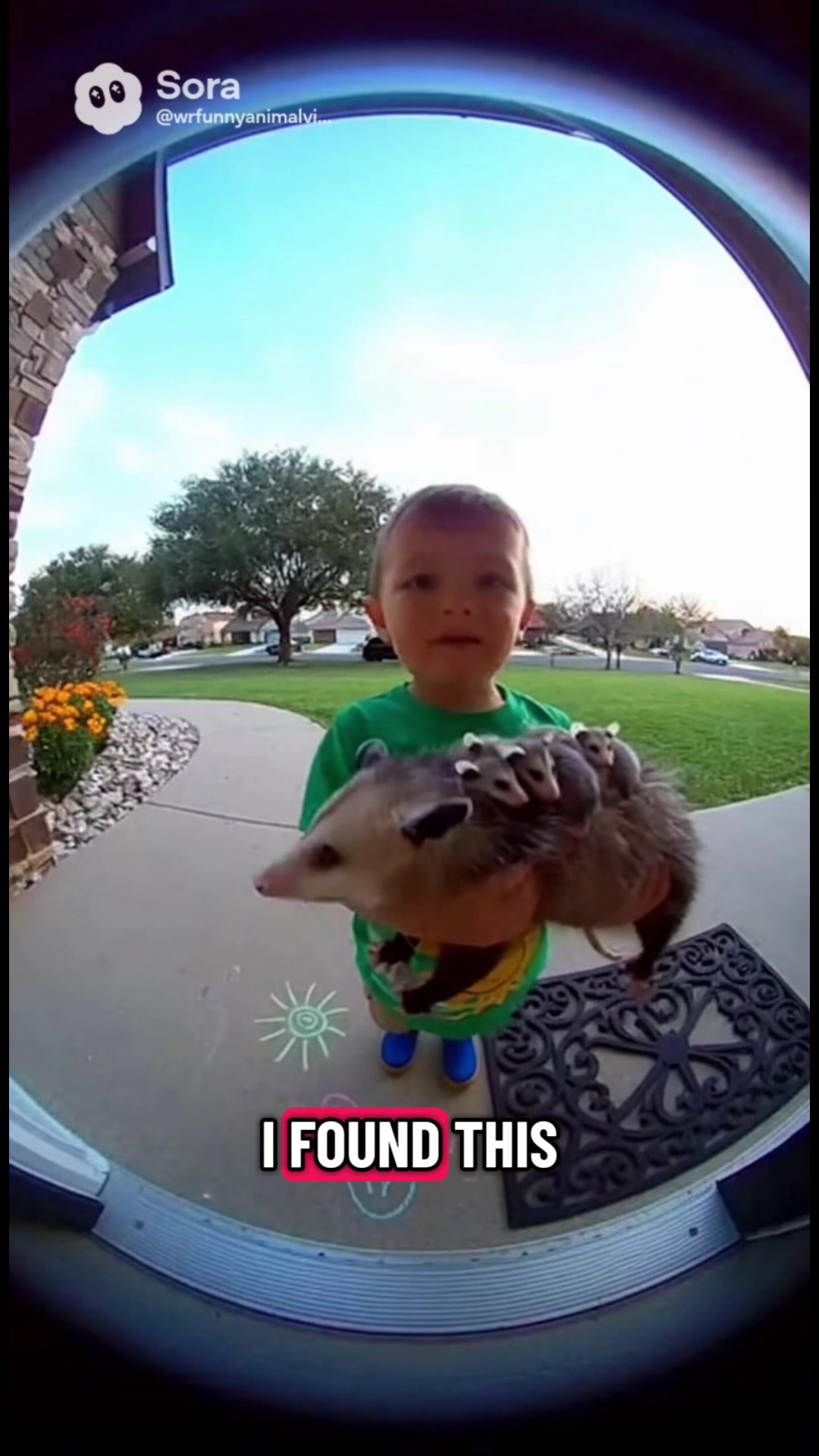 @WR funny animal videos
