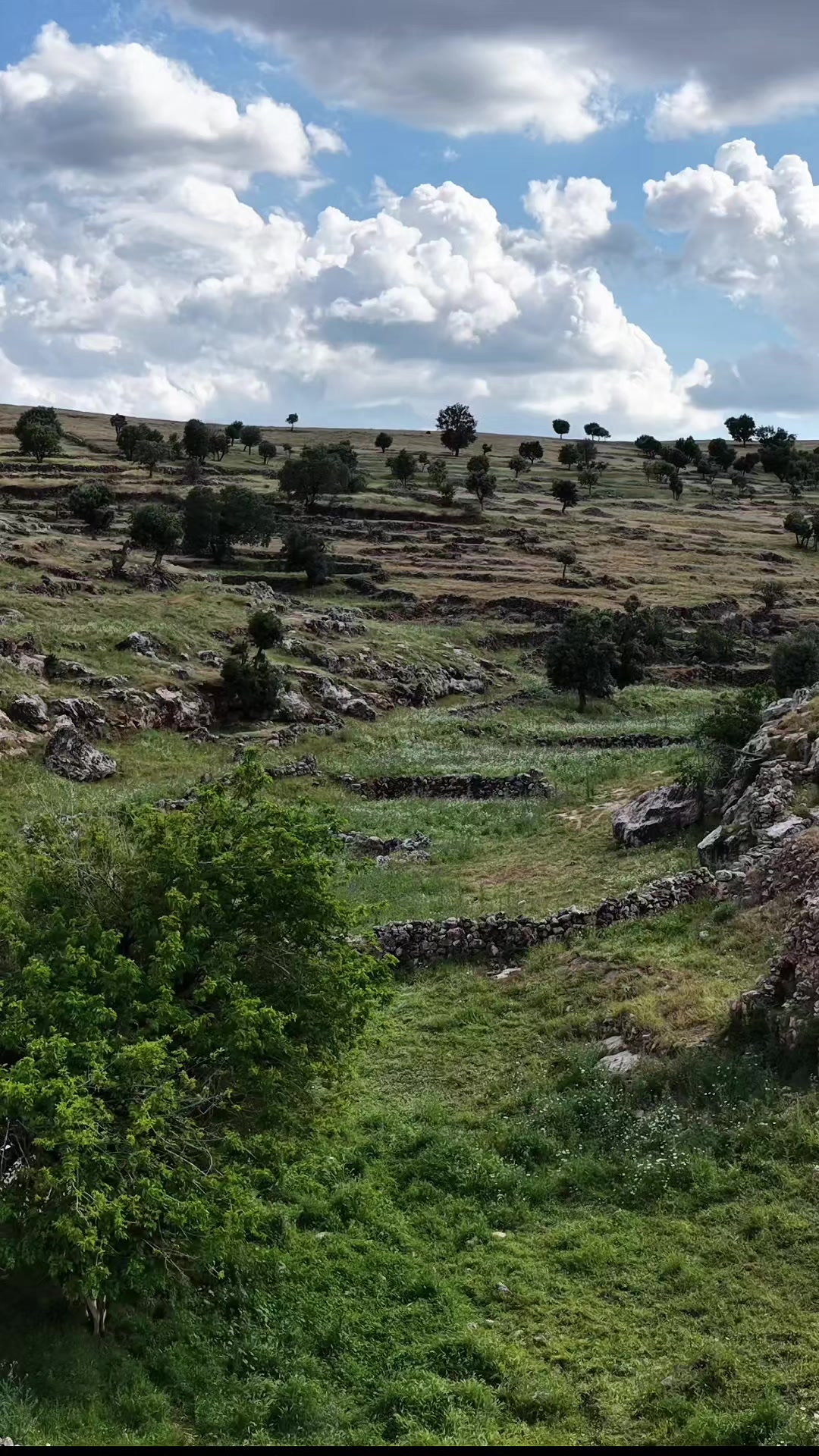 @ROJBAŞ TV
