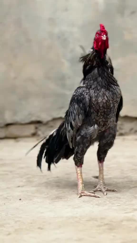 @🐓 ASEEL SHOK 🐓