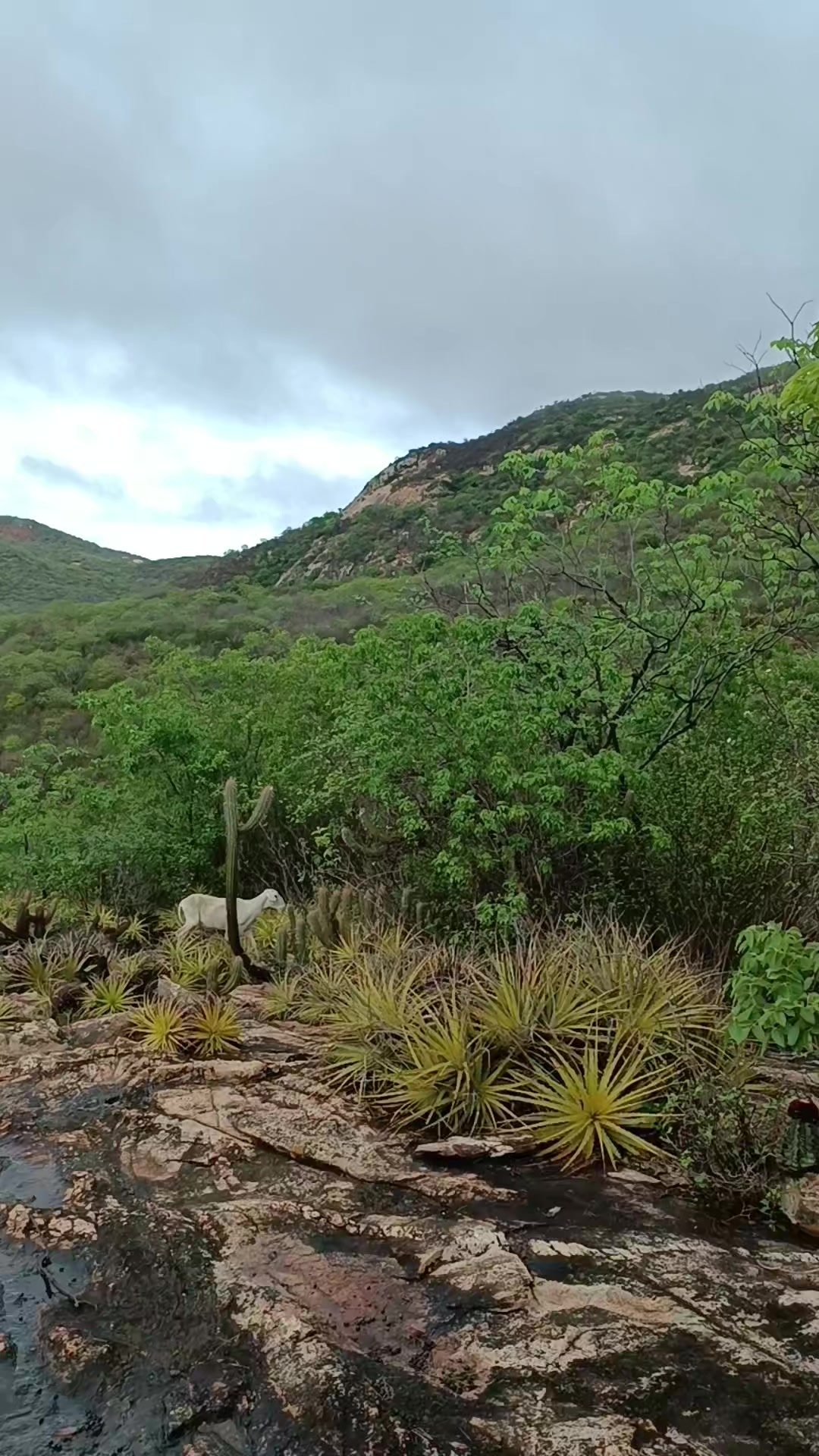 @NordesteCapturado