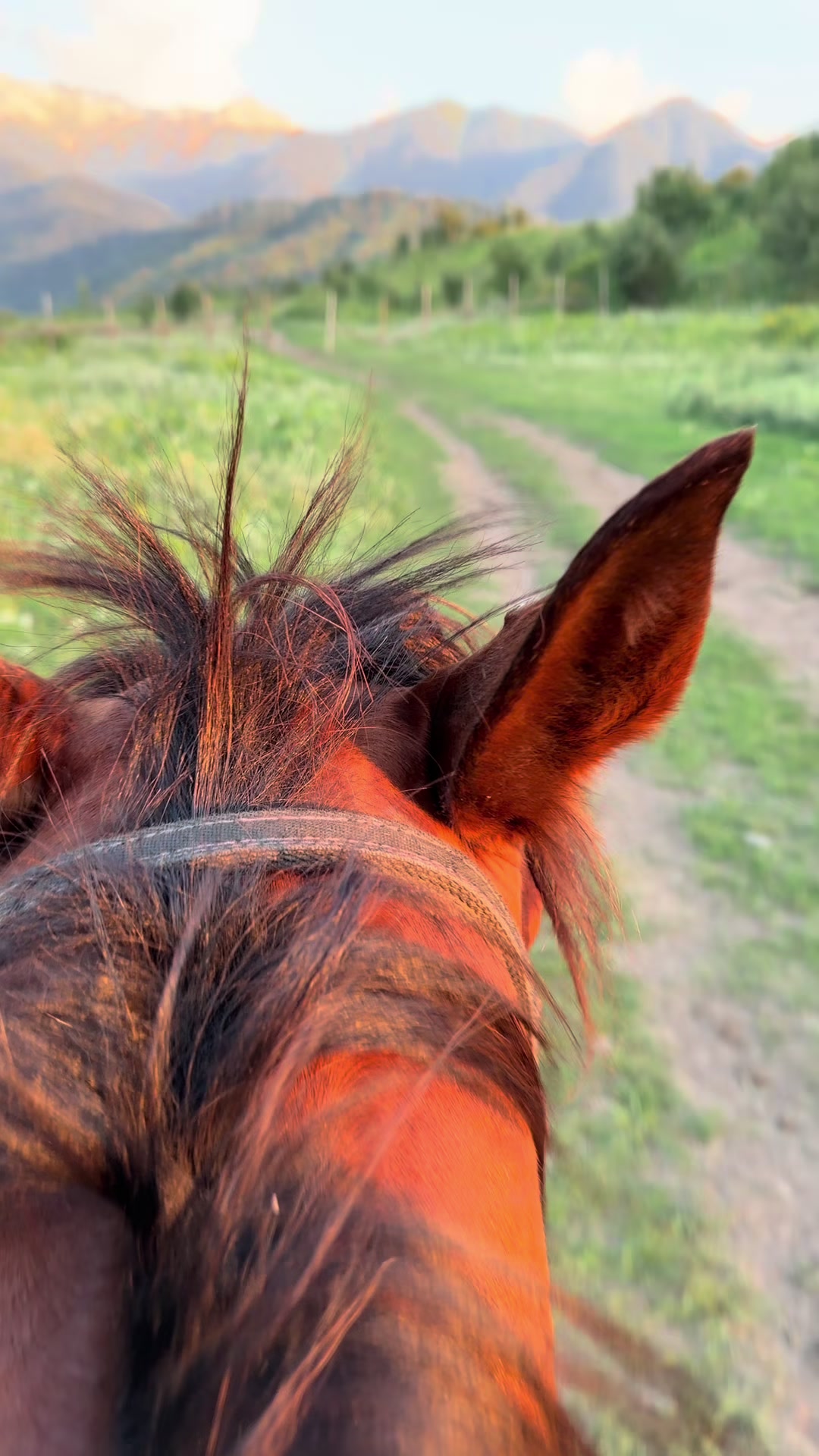 @akshatau_horses
