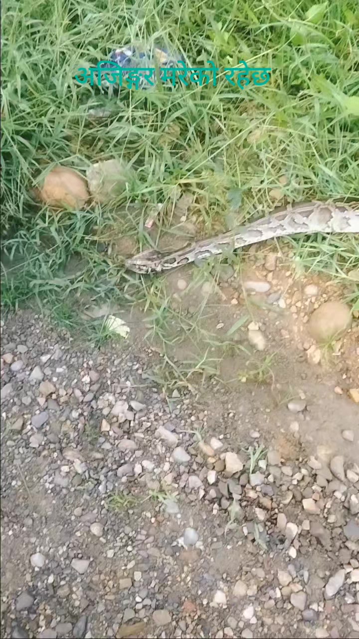 @बासु कोइराला (Basu Koirala)