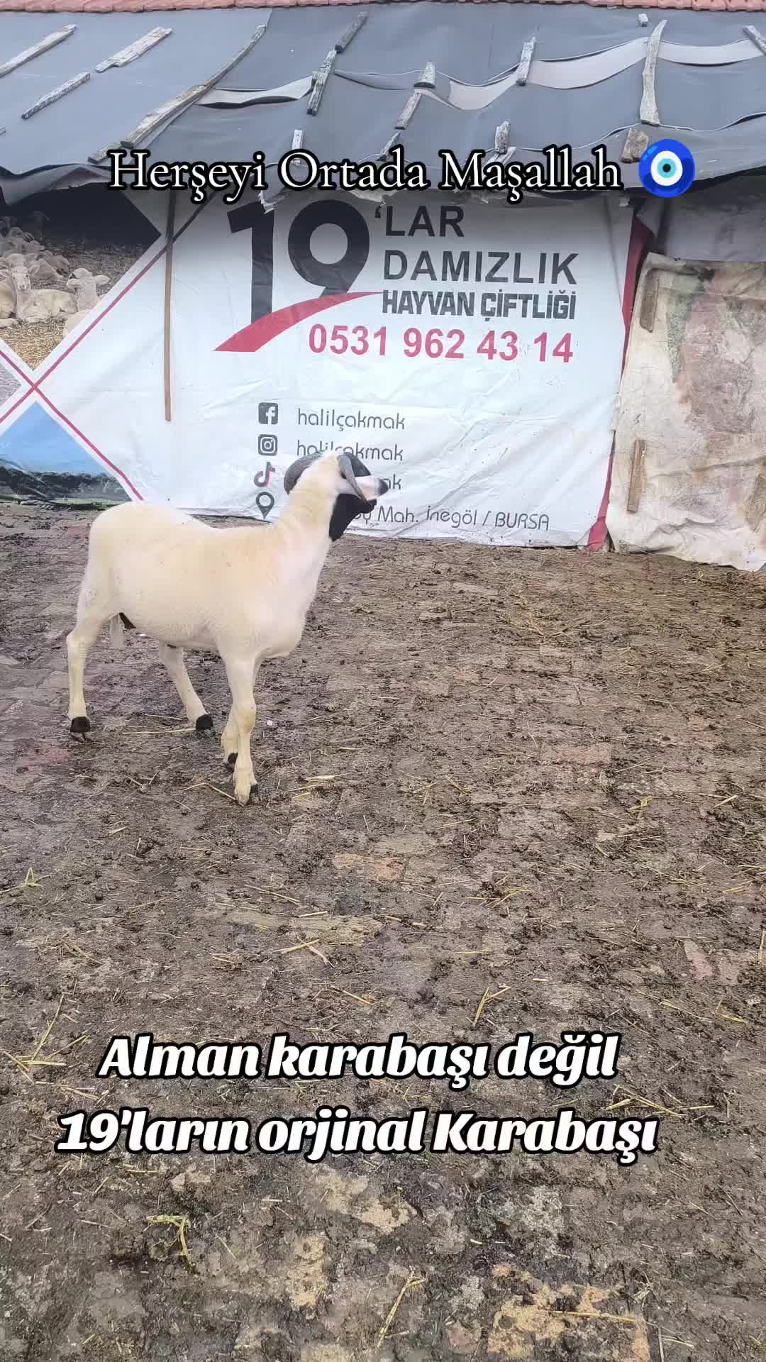 @Halil Çakmak