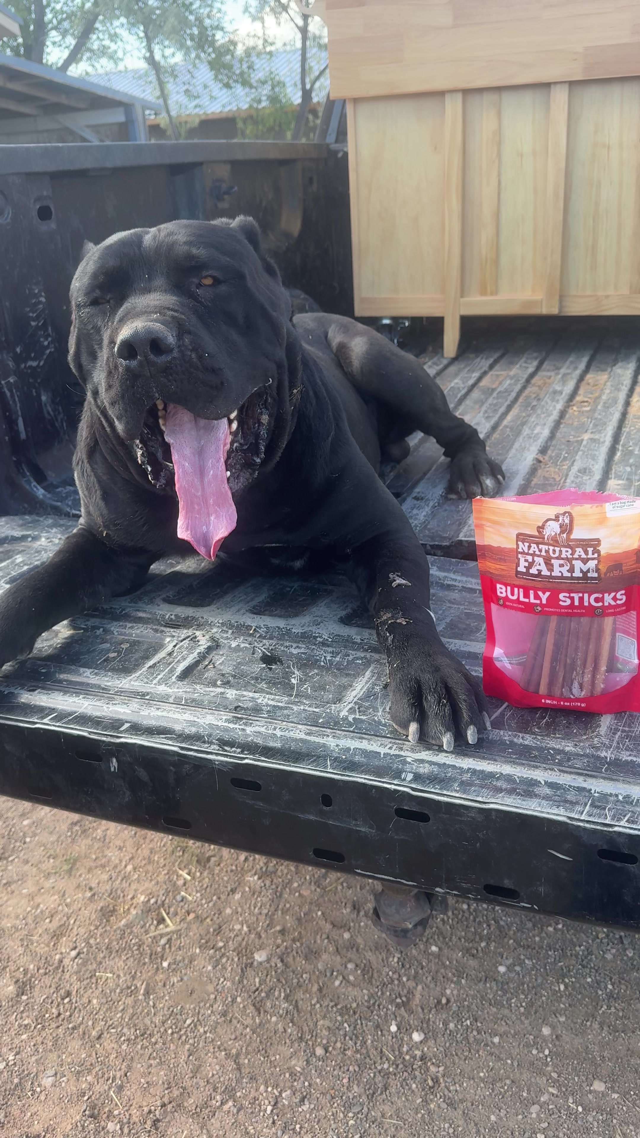 @canecorsoblackguardianz