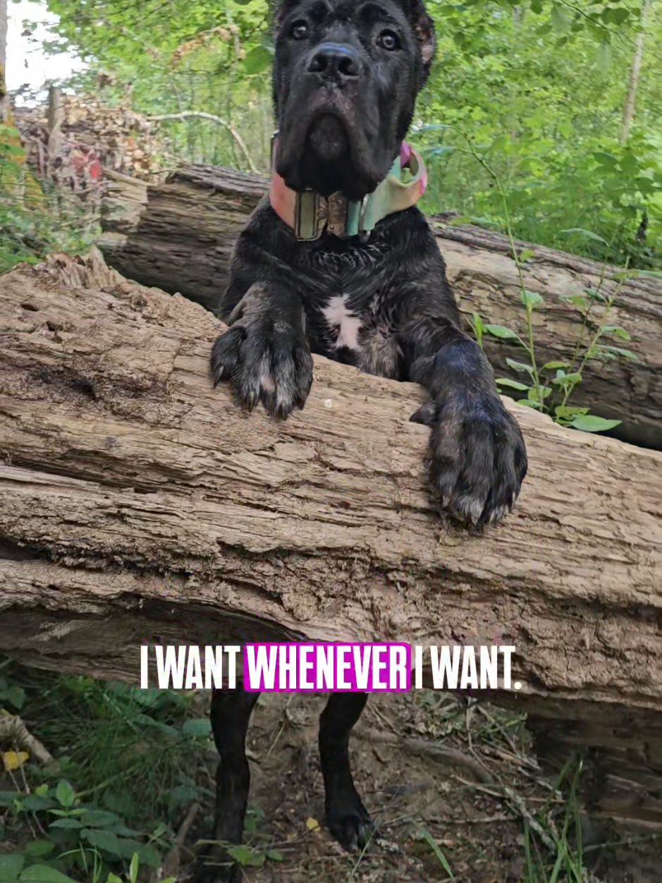 @SalmonCreekCaneCorso